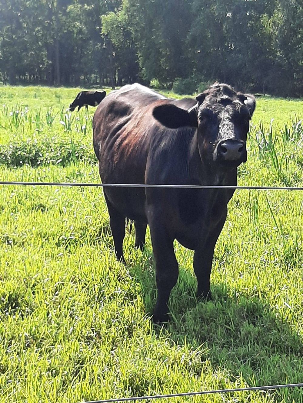 One of the cows