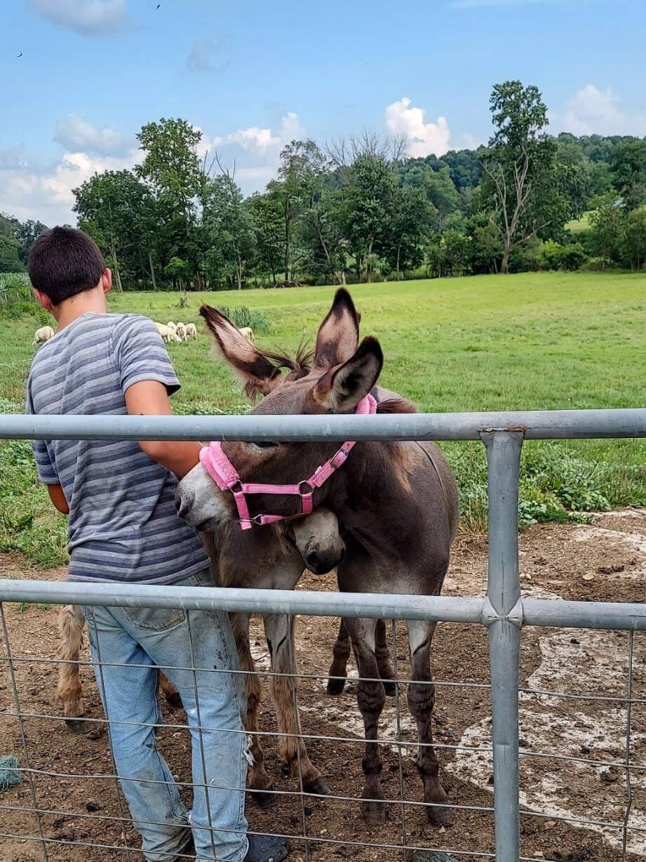 Feeding the donkey