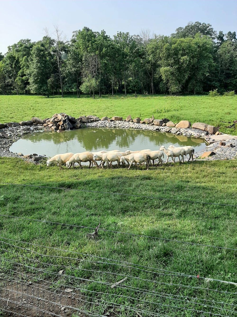 The pond
